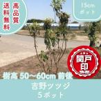  высокое качество Yoshino азалия 15cm pot 5 pot высота дерева 50~60cm передний и задний (до и после) бесплатная доставка ( Kanto * Tokai * Kansai * Hokuriku * Shinetsu . ограничение ) Revue . написать привилегия есть! сырой . вечнозеленый розовый 