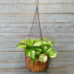  садоводство смешанные товары корзина корзина животное тросик железный античный античный модный симпатичный тросик висячий корзина 20 SG-590006-60