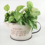  садоводство смешанные товары жестяная пластина pot цветочный горшок горшок горшок покрытие посадочная машина жестяная пластина ведро античный модный pti Joe roYZ-UN1793-80