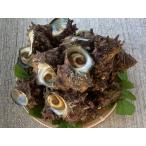  Садо производство натуральный . Sazae 2kg( примерно 15~20 штук входит ) Садо остров производство seafood 100% натуральный было использовано 