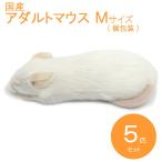  местного производства рефрижератор мышь взрослый M 5 шт SAfarm [ рефрижератор корм ]