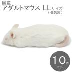 国産冷凍マウス    アダルトLL　10匹　SAfarm 【冷凍エサ】