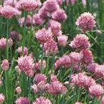  трава. вид шнитт-лук реальный . маленький пакет ( овощи. вид )