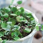  трава. вид вода k отсутствует ( кресс ) 20ml ( овощи. вид )