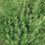  трава. вид время реальный . маленький пакет ( овощи. вид )