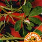  трава. вид fen Gree k маленький пакет ( глициния рисовое поле семена ) ( овощи. вид )