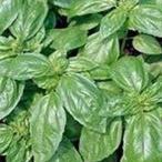  трава. вид базилик реальный . маленький пакет ( овощи. вид )