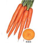 人参の種 オレンジハーモニー ネオコート1000粒 ( 野菜の種 )