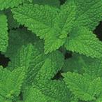  трава. вид мелисса лимонная реальный . маленький пакет ( овощи. вид )