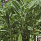  трава. вид шалфей реальный . маленький пакет ( овощи. вид )