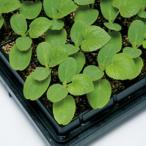 メロン台木の種 ダブルガードパワー 100粒 ( 野菜の種 )