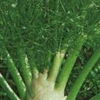  трава. вид фенхель реальный . маленький пакет ( овощи. вид )