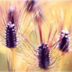  моти .. .. пшеница. вид большой simochi1kg