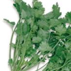  трава. вид кориандр ( кориандр ) реальный . маленький пакет ( овощи. вид )