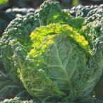 サボイキャベツ 種 クリスピーノ 小袋 (約50粒) ( 野菜の種 )