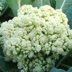  цветная капуста. вид Dolce ole 60 маленький пакет 