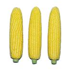  кукуруза. вид Caro линия 86 200 шарик 