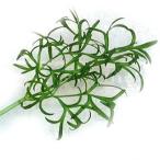  трава. вид кориандр na Lee ( маленький лист ) 10ml ( овощи. вид )