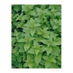  трава. вид мята перечная реальный . маленький пакет ( овощи. вид )