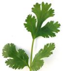  трава. вид кориандр скумбиря i(..) 10ml ( овощи. вид )