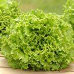 ���^�X�̎� �r�o�x���f�B�i�Ӓ��^�C�v�j �R�[�g5�痱