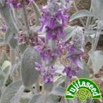  трава. вид Ram z year маленький пакет ( овощи. вид )