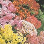  трава. вид ya low желтый (ya low ) маленький пакет ( овощи. вид )