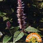  трава. вид a лак иссоп маленький пакет 