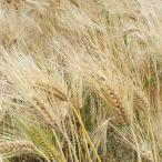  злаки. вид. .. пшеница ( man nembosi) 1dl