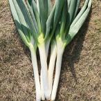 �l�M�̎� �Ȃׂ����S�[���h�K ����