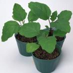 nas шт. дерево. вид выдерживающий болезнь VF 100 шарик 