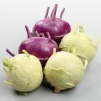 �L���x�c�̎� �T���_�R�[�����r�@���r�I�ƃ��r�R ���珬��