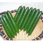 キュウリの種 つやみどりパワー 小袋