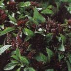  трава. вид Thai базилик маленький пакет 