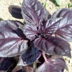  трава. вид рубин базилик маленький пакет 