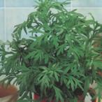  трава. вид wa-m дерево 2 маленький пакет 