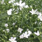  трава. вид паяльный флюс белый маленький пакет 