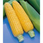  кукуруза. вид .... кукуруза 2 тысяч шарик ( овощи. вид )