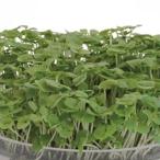  ростки. вид иметь машина ростки базилик маленький пакет 