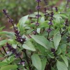  трава. вид Thai базилик сигнал lapa- маленький пакет 