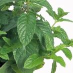  трава. вид запасной мята маленький пакет 