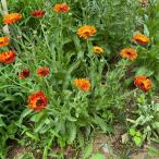  трава. вид ka плита .la flash B Mix маленький пакет 