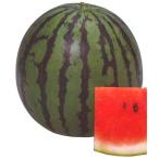 スイカの種 新大和二号 小袋 ( 野菜の種 )
