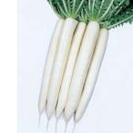 大根の種 夏みの早生三号 ＲＦ 9ml ( 野菜の種 )