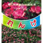 れんげの種 レンゲの種 種子 蓮華 お徳用大パック　1ｋｇ ( 蓮華 レンゲ 種 花の種 水田裏作 景観 緑肥用 )