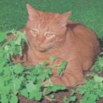  трава. вид котовник кошачий маленький пакет ( овощи. вид )