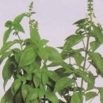  трава. вид сладкий базилик маленький пакет ( глициния рисовое поле семена ) ( овощи. вид )