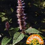  трава. вид иссоп маленький пакет ( овощи. вид )