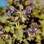  трава. вид bo Rige маленький пакет ( овощи. вид )