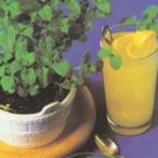  трава. вид запасной мята маленький пакет ( глициния рисовое поле ) ( овощи. вид )